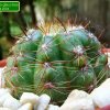 Notocactus _glaucinus _07